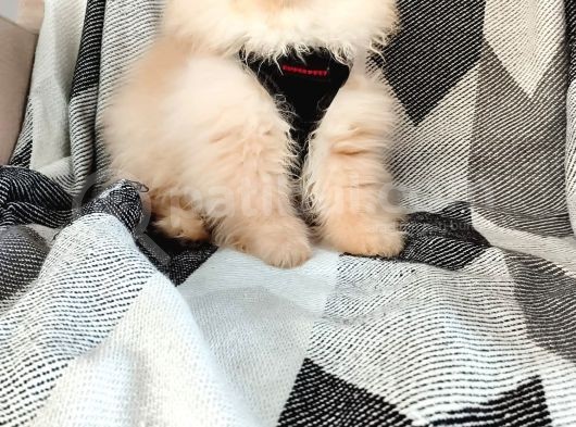 Show Kalite Pomeranian Yavrulari görsel