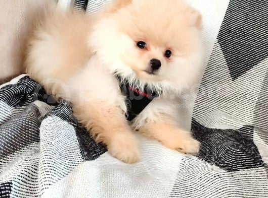 Show Kalite Pomeranian Yavrulari görsel
