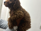 Üç Buçuk Aylık Eğitimli Aşıları Tam Toy Poodle Erkek