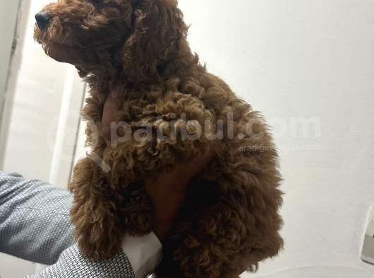 Üç Buçuk Aylık Eğitimli Aşıları Tam Toy Poodle Erkek görsel