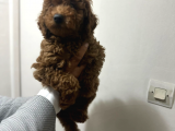 üç buçuk aylık eğitimli aşıları tam toy poodle erkek