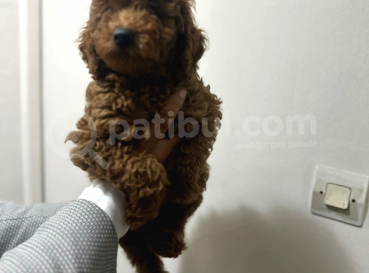Üç Buçuk Aylık Eğitimli Aşıları Tam Toy Poodle Erkek