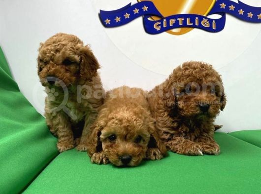 Toypoodle Bebekler Yeni̇ Yilda Si̇zleri̇ Bekli̇yor görsel