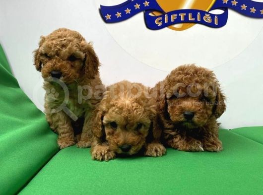 Toypoodle Bebekler Yeni̇ Yilda Si̇zleri̇ Bekli̇yor