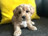 2 Aylik Erkek Malti̇poo Bebekleri̇mi̇z