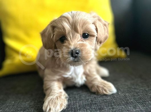 2 Aylik Erkek Malti̇poo Bebekleri̇mi̇z görsel