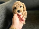2 Aylik Erkek Malti̇poo Bebekleri̇mi̇z