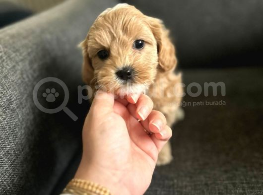 2 Aylik Erkek Malti̇poo Bebekleri̇mi̇z görsel
