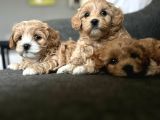 2 AYLIK ERKEK MALTİPOO BEBEKLERİMİZ