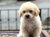 Anne Altından Maltipoo Yavrularımız