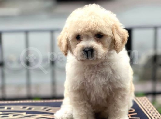 Anne Altından Maltipoo Yavrularımız görsel