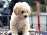 Anne Altından Maltipoo Yavrularımız