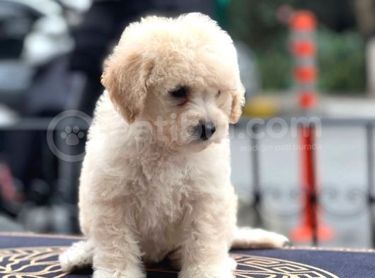 Anne Altından Maltipoo Yavrularımız görsel