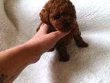 Çok Özel Çin Tea Cup Poodle Yavrularımız