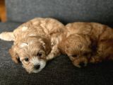 2 Aylik Erkek Malti̇poo Bebekleri̇mi̇z