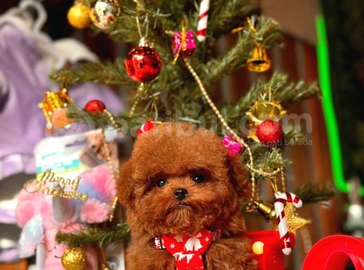 Çok Özel Çin Tea Cup Poodle Yavrularımız