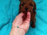 Çok Özel Çin Tea Cup Poodle Yavrularımız