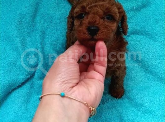 Çok Özel Çin Tea Cup Poodle Yavrularımız görsel