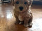 2 Aylik Erkek Malti̇poo Bebekleri̇mi̇z