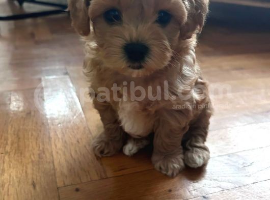 2 Aylik Erkek Malti̇poo Bebekleri̇mi̇z görsel