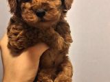 Toy Poddle Erkek Ve Di̇şi̇ Yavrular