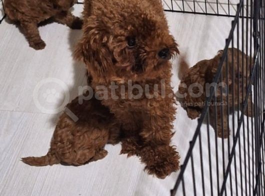 Toy Poddle Erkek Ve Di̇şi̇ Yavrular görsel