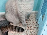 Exotic Shorthair 