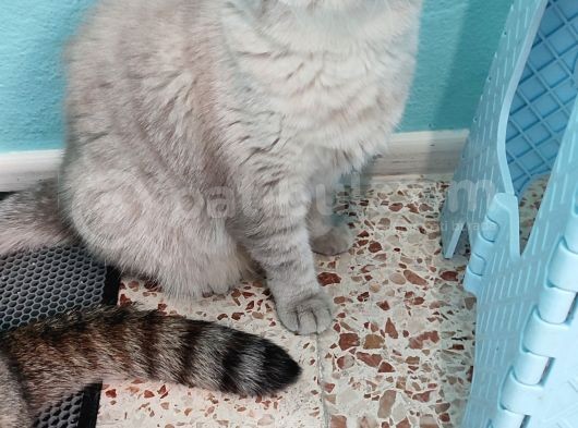 Exotic Shorthair  görsel