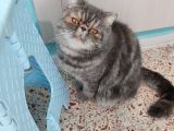 Exotic Shorthair 