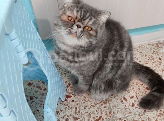 Exotic Shorthair  görsel