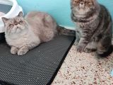 Exotic Shorthair 