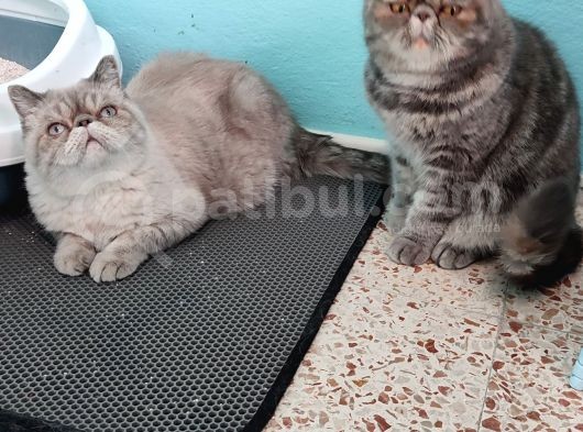 Exotic Shorthair  görsel