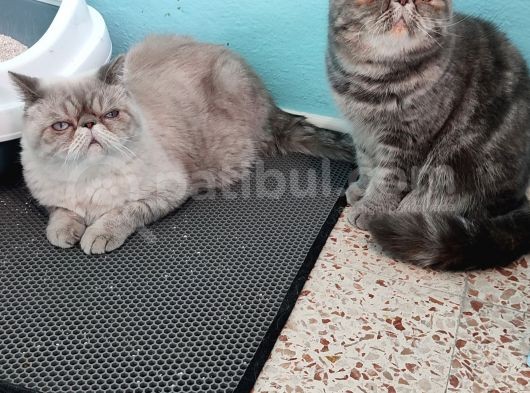 Exotic Shorthair 