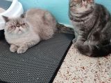 Exotic Shorthair 