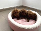 Çok Özel Çin Tea Cup Poodle Yavrularımız