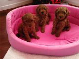 Çok Özel Çin Tea Cup Poodle Yavrularımız
