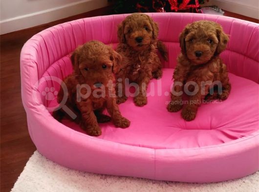 Çok Özel Çin Tea Cup Poodle Yavrularımız görsel