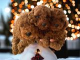 Çok Özel Çin Tea Cup Poodle Yavrularımız