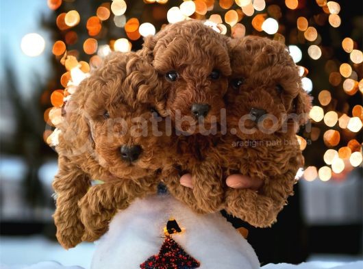Çok Özel Çin Tea Cup Poodle Yavrularımız görsel