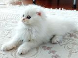 Scotish Fold Longhair Prens