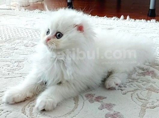 Scotish Fold Longhair Prens görsel