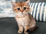 British Shorthair 2 Aylik - Sahi̇plendi̇ri̇yoruz