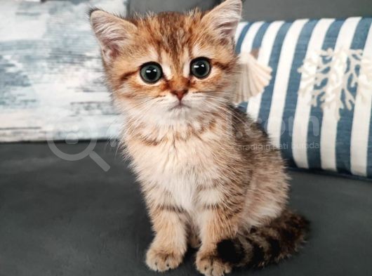 British Shorthair 2 Aylik - Sahi̇plendi̇ri̇yoruz görsel