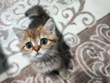 British Shorthair 2 Aylik - Sahi̇plendi̇ri̇yoruz