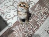 British Shorthair 2 Aylik - Sahi̇plendi̇ri̇yoruz