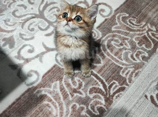 British Shorthair 2 Aylik - Sahi̇plendi̇ri̇yoruz görsel