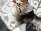 British Shorthair 2 Aylik - Sahi̇plendi̇ri̇yoruz