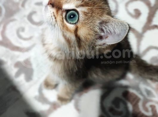 British Shorthair 2 Aylik - Sahi̇plendi̇ri̇yoruz görsel