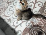 BRITISH ShORTHAIR 2 AYLIK - SAHİPLENDİRİYORUZ