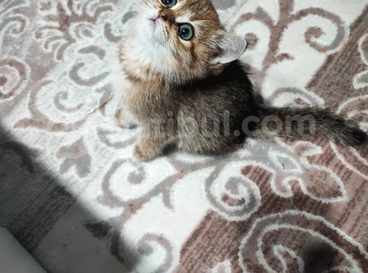 British Shorthair 2 Aylik - Sahi̇plendi̇ri̇yoruz